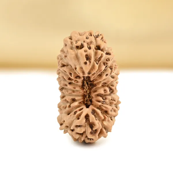 19_Mukhi_From_Java_Indonesia_Small_Cxcii