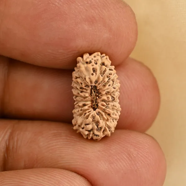 19_Mukhi_From_Java_Indonesia_Small_Cxcii