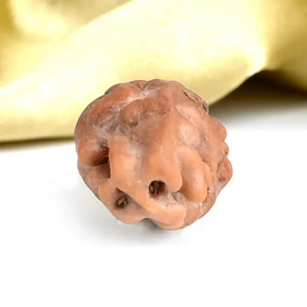 Techpandit_1_Mukhi_Rudraksha_Bead_Java_Indonesia_Large
