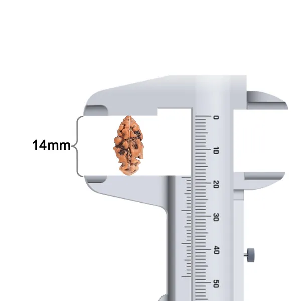 Techpandit_1_Mukhi_Rudraksha_Bead_Java_Indonesia_Large