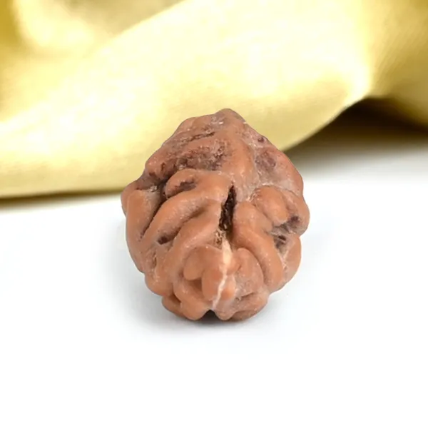 Techpandit_1_Mukhi_Rudraksha_Bead_Java_Indonesia_Large