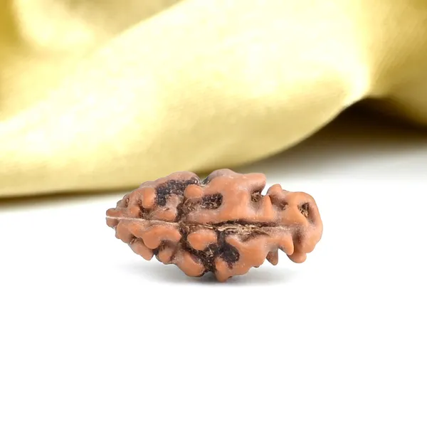 Techpandit_1_Mukhi_Rudraksha_Bead_Java_Indonesia_Large