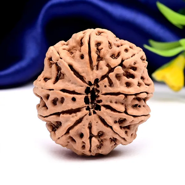 10_Mukhi_From_Nepal_Large_Clxxv
