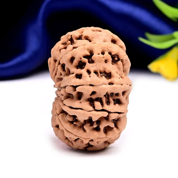 10_Mukhi_From_Nepal_Large_Clxxv