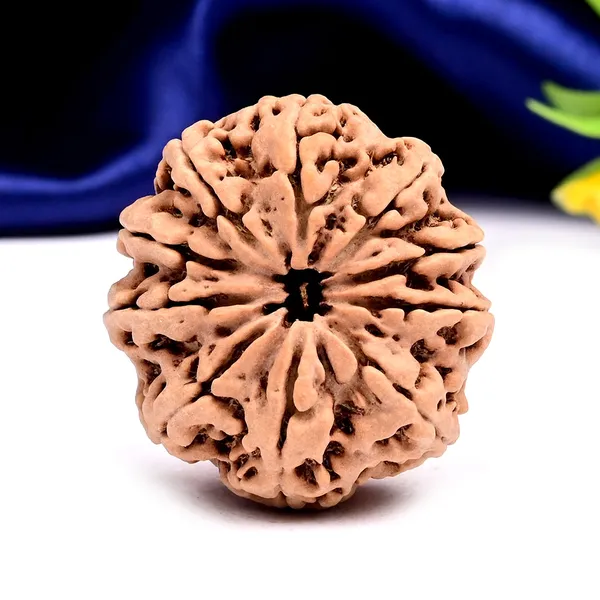 10_Mukhi_From_Nepal_Large_Clxxv