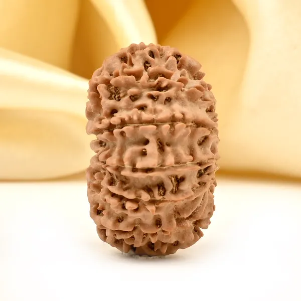 12_Mukhi_From_Nepal_Small_Dx