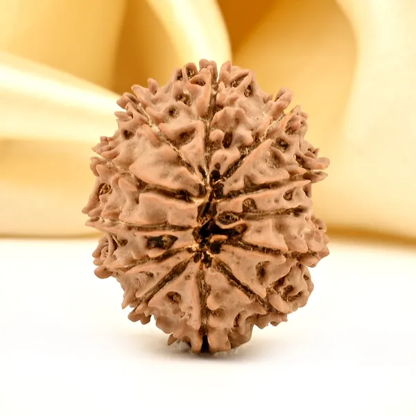 12_Mukhi_From_Nepal_Small_Dx