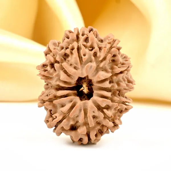 12_Mukhi_From_Nepal_Small_Dx
