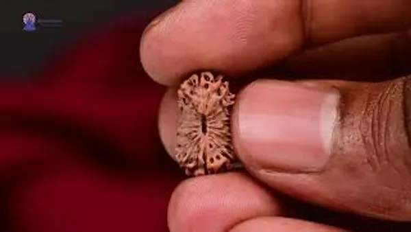 17_Mukhi_From_Java_Indonesia_Cl