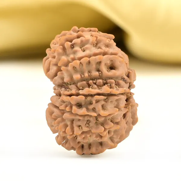 14_Mukhi_From_Nepal_Small_Ccli