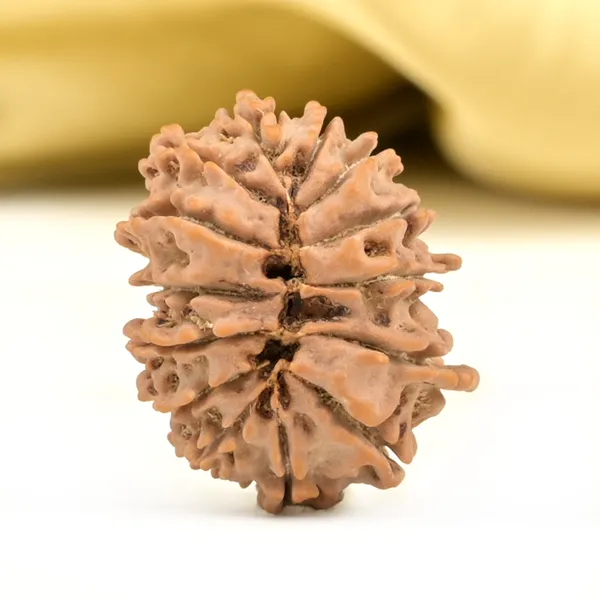 14_Mukhi_From_Nepal_Small_Ccli