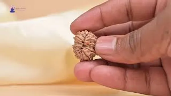 14_Mukhi_From_Nepal_Small_Ccli