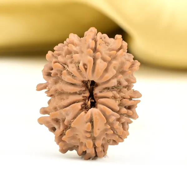 14_Mukhi_From_Nepal_Small_Ccli