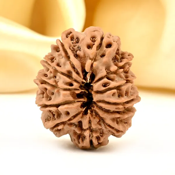 12_Mukhi_From_Nepal_Small_Cdxcvii