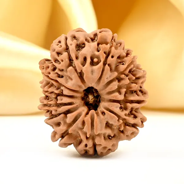12_Mukhi_From_Nepal_Small_Cdxcvii