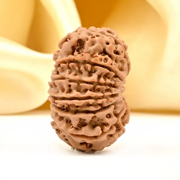 12_Mukhi_From_Nepal_Small_Cdxcvii