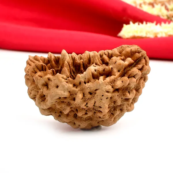 1_Mukhi_Half_Moon_Collector_Ii
