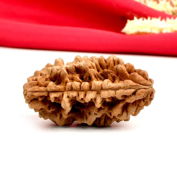 1_Mukhi_Half_Moon_Collector_Ii