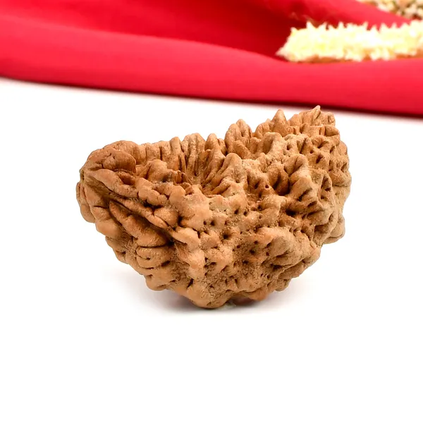 1_Mukhi_Half_Moon_Collector_Ii