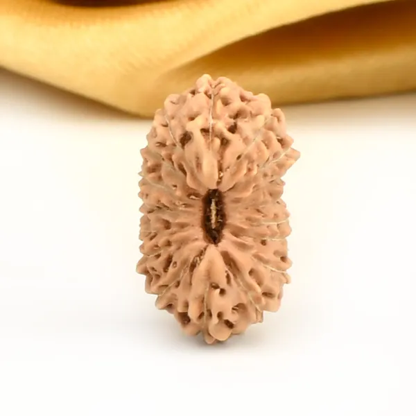 17_Mukhi_From_Java_Indonesia_Large_Ccv