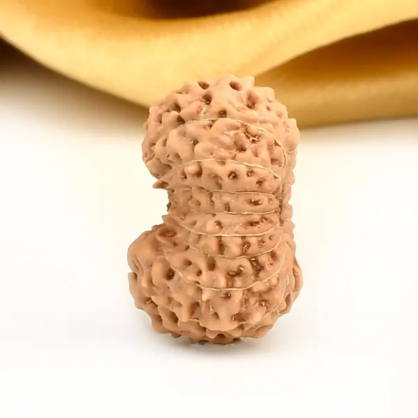 17_Mukhi_From_Java_Indonesia_Large_Ccv