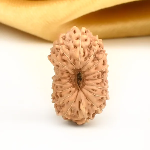 17_Mukhi_From_Java_Indonesia_Large_Ccv