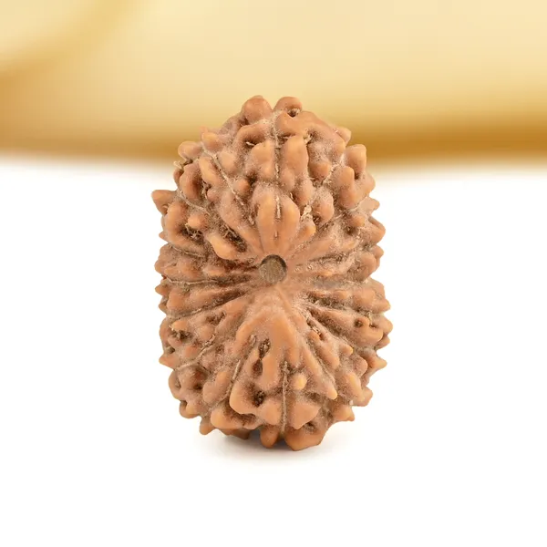 16_Mukhi_From_Java_Indonesia_Small_Clxxxix