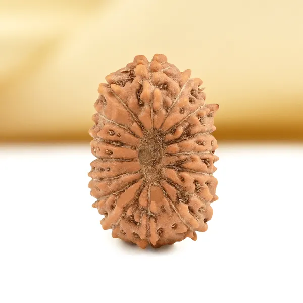 16_Mukhi_From_Java_Indonesia_Small_Clxxxix