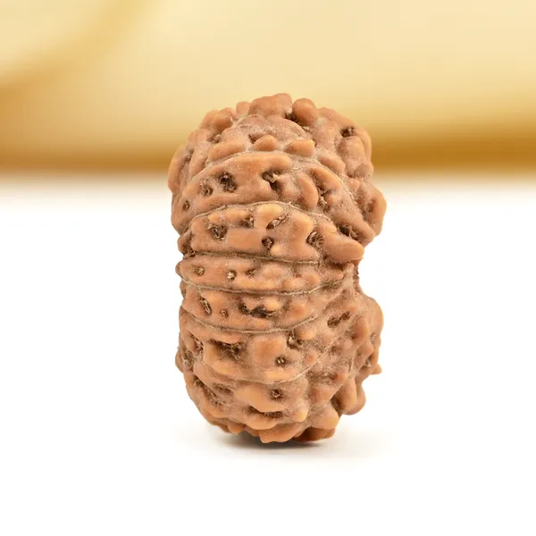 16_Mukhi_From_Java_Indonesia_Small_Clxxxix