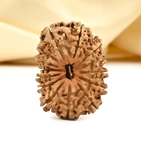 14_Mukhi_From_Nepal_Cclviii_Small