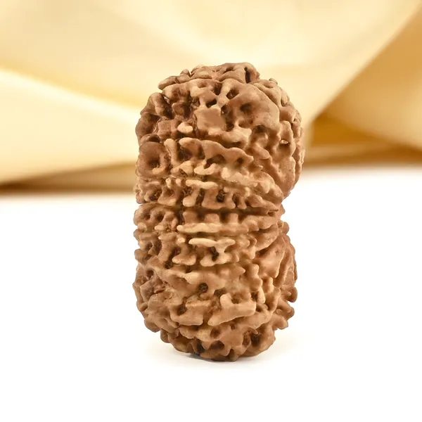 14_Mukhi_From_Nepal_Cclviii_Small