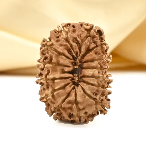 14_Mukhi_From_Nepal_Cclviii_Small