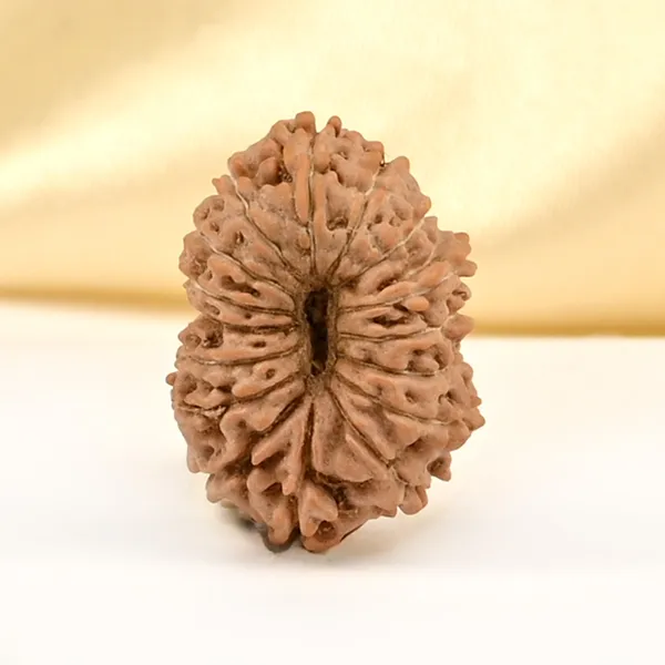 Techpandit_16_Mukhi_Rudraksha_Bead_Indonesia_Small