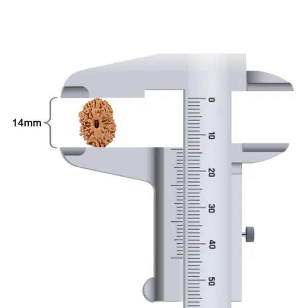 Techpandit_16_Mukhi_Rudraksha_Bead_Indonesia_Small