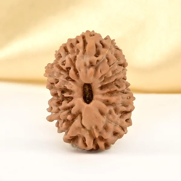 Techpandit_16_Mukhi_Rudraksha_Bead_Indonesia_Small