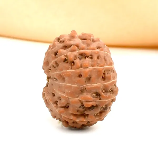 13_Mukhi_Rudraksha_Bead_From_Java_Indonesia