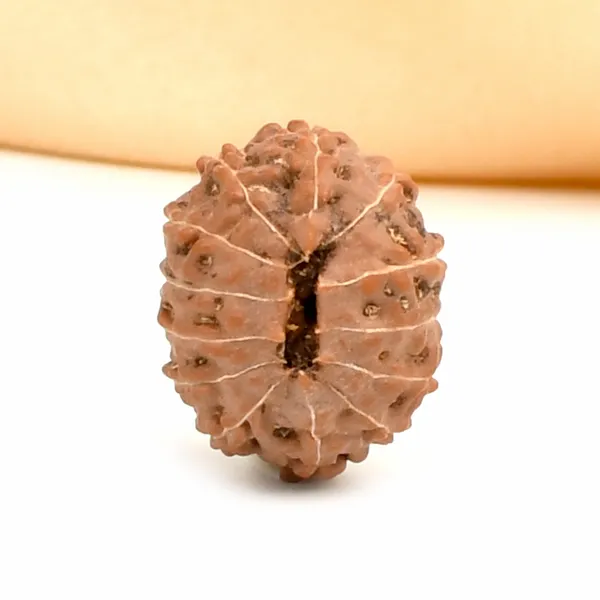 13_Mukhi_Rudraksha_Bead_From_Java_Indonesia