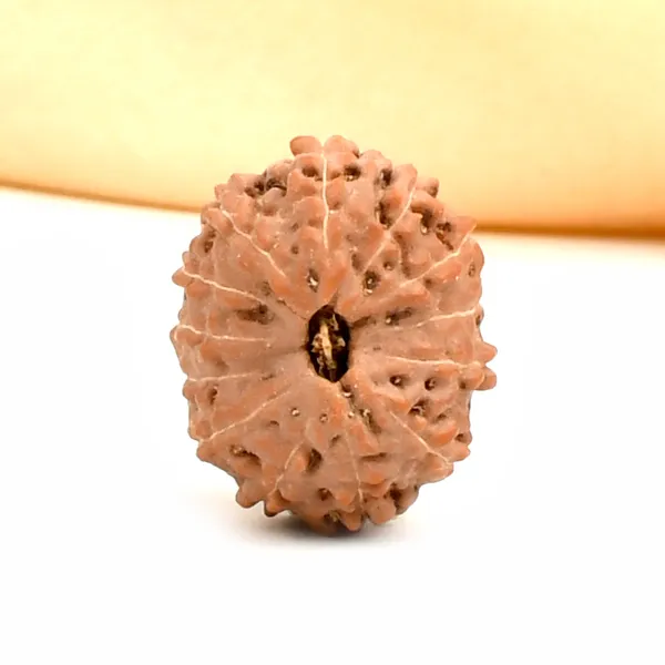 13_Mukhi_Rudraksha_Bead_From_Java_Indonesia