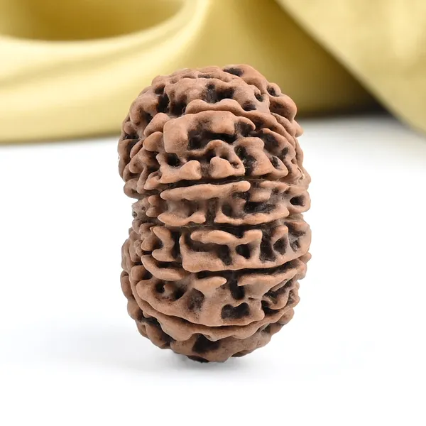 13_Mukhi_From_Nepal_Ccxxxii