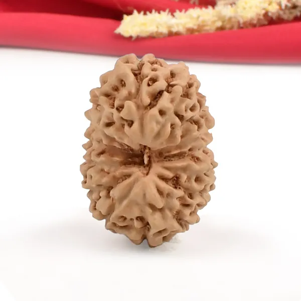 15_Mukhi_Rudraksha_Bead_Java_Indonesia