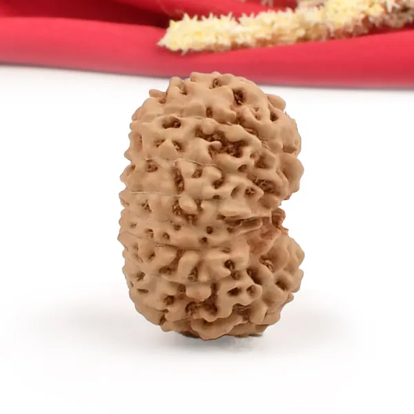15_Mukhi_Rudraksha_Bead_Java_Indonesia