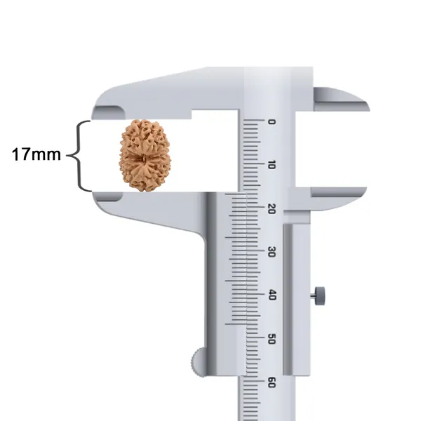 15_Mukhi_Rudraksha_Bead_Java_Indonesia