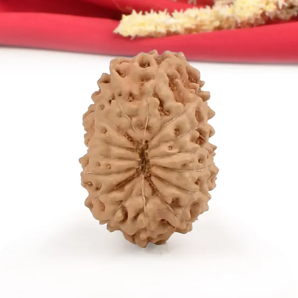 15_Mukhi_Rudraksha_Bead_Java_Indonesia