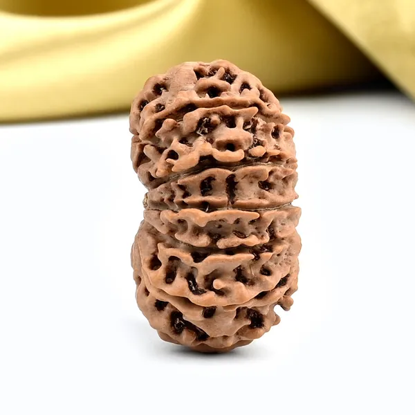 Techpandit_13_Mukhi_Nepal_Brown_Rudraksha_Bead
