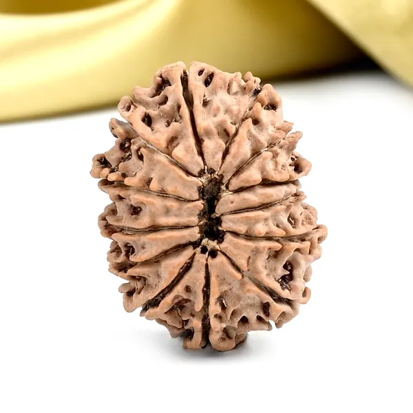Techpandit_13_Mukhi_Nepal_Brown_Rudraksha_Bead