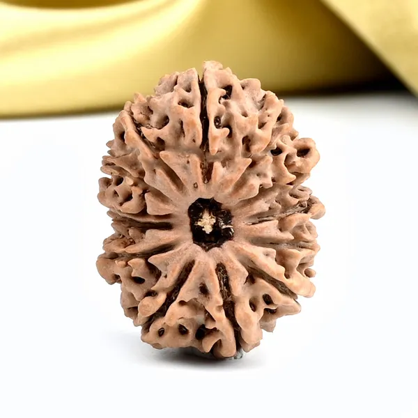 Techpandit_13_Mukhi_Nepal_Brown_Rudraksha_Bead