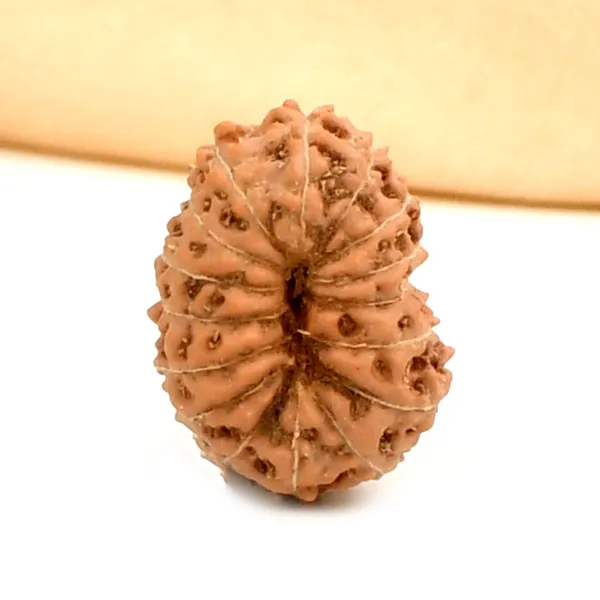 16_Mukhi_Rudraksha_Bead_Indonesia