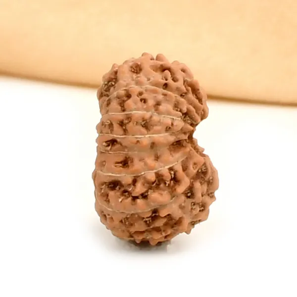 16_Mukhi_Rudraksha_Bead_Indonesia