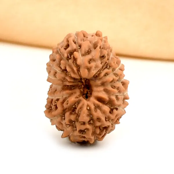 16_Mukhi_Rudraksha_Bead_Indonesia