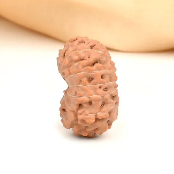 13_Mukhi_Rudraksha_Bead_Indonesia_Large
